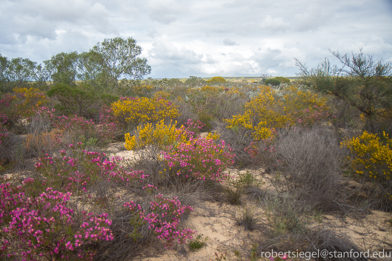 Western Australia in bloom